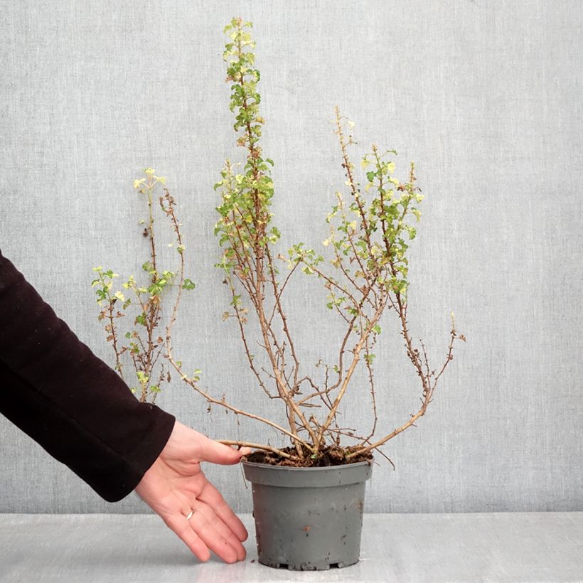 Spécimen de Pelargonium crispum Peach Cream - Géranium d'odeur panaché parfum pêche Pot de 1,5L/2L tel que livré en hiver