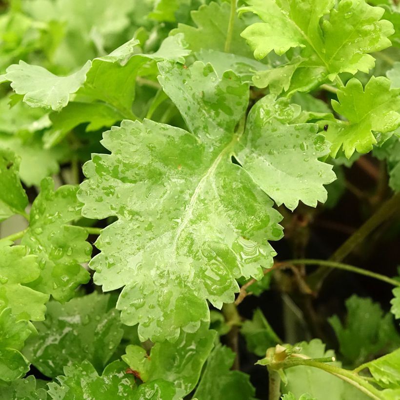 Pélargonium fantaisie Gibbosum - Pélargonium goutteux (Feuillage)