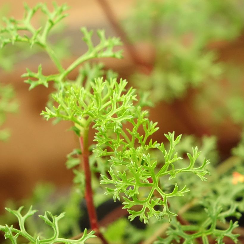 Pelargonium fruticosum - Géranium botanique odorant (Feuillage)