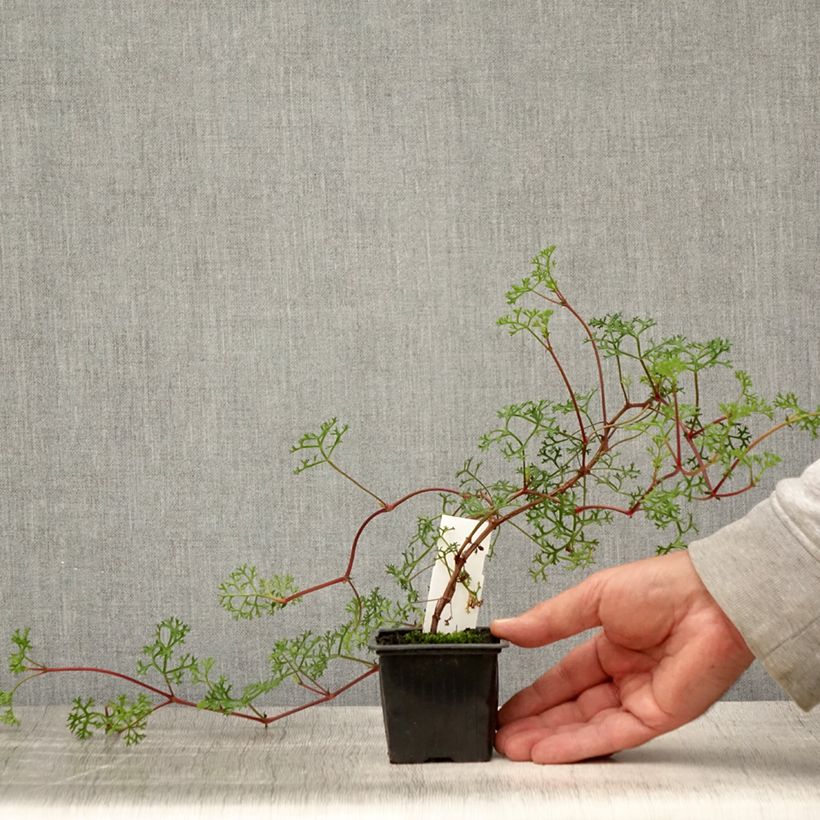 Spécimen de Pelargonium fruticosum - Géranium botanique odorant Godet de 8/9 cm tel que livré en été