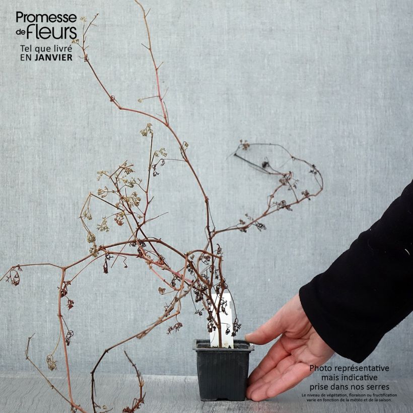 Spécimen de Pelargonium fruticosum - Géranium botanique odorant Godet de 8/9 cm tel que livré en hiver