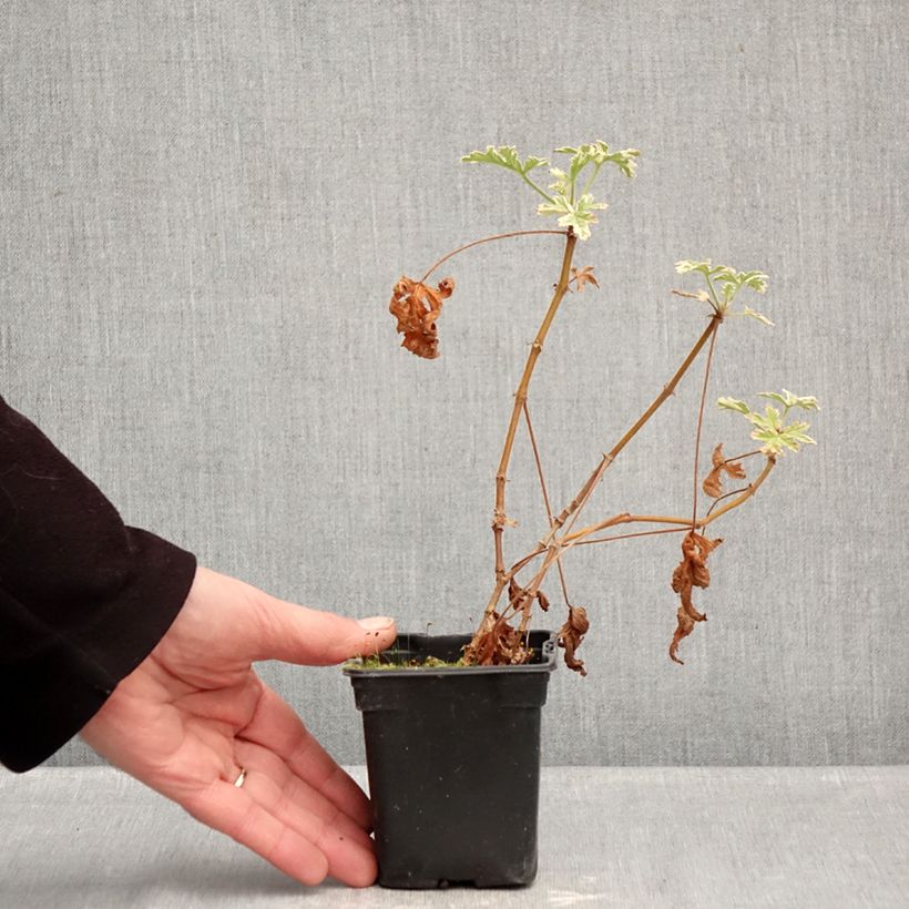 Spécimen de Pelargonium - Géranium parfumé Grey Lady Plymouth Godet de 7/8 cm tel que livré en hiver