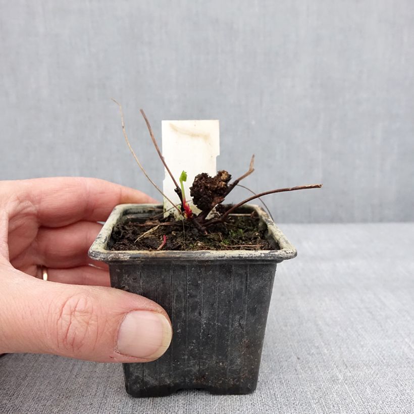 Spécimen de Pelargonium grossularioides - Pélargonium botanique Godet de 8/9 cm tel que livré en hiver