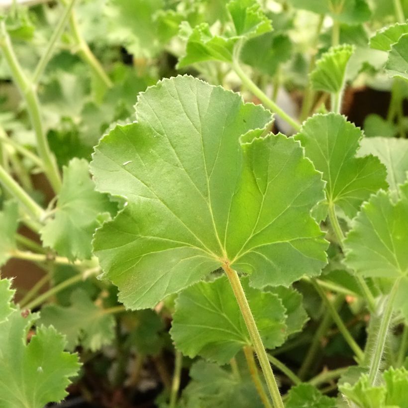 Pelargonium odorant Cola Bottles - Géranium parfum Coca Cola (Feuillage)