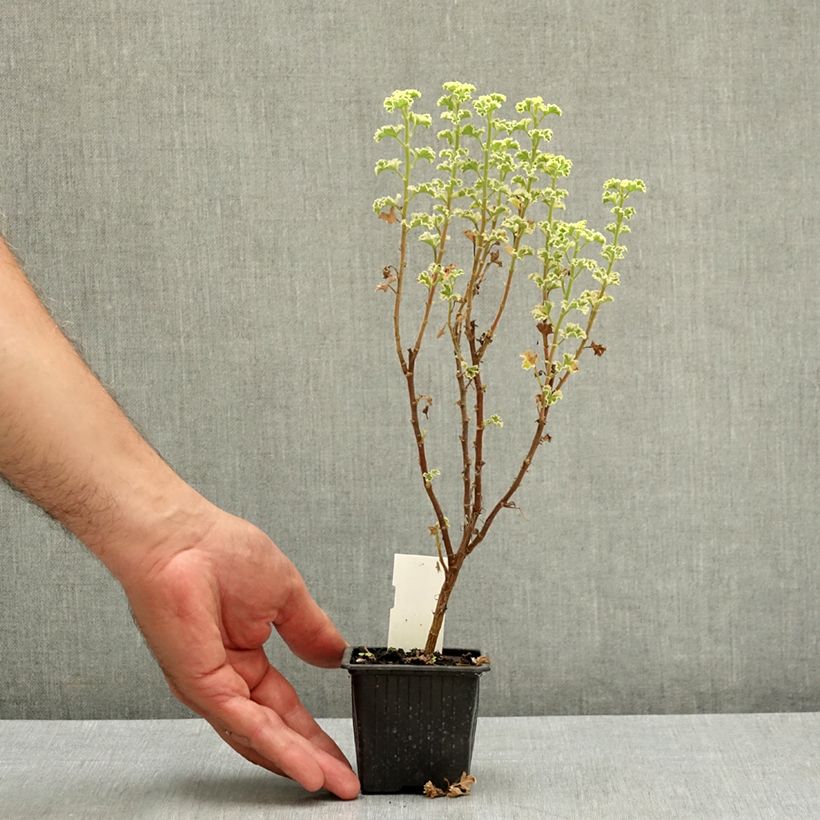 Spécimen de Pélargonium odorant crispum Variegatum - Géranium d'odeur panaché au parfum de citron. Godet de 7/8 cm tel que livré en été