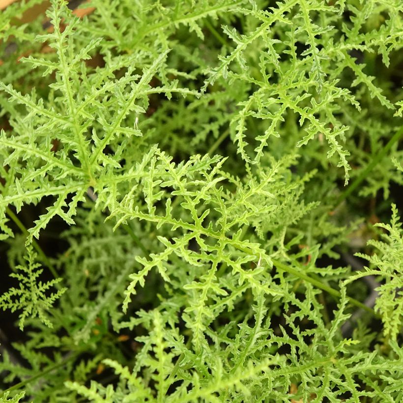 Pélargonium odorant Filicifolium - Géranium d'odeur au parfum épicé. (Feuillage)