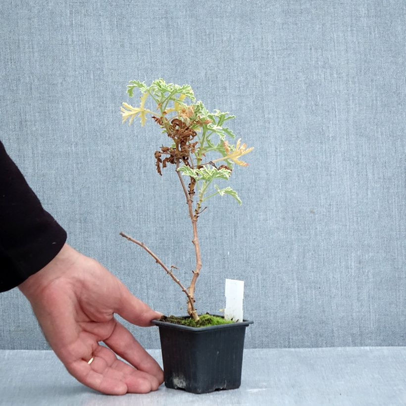 Spécimen de Pelargonium odorant Lady Plymouth - Géranium parfum de rose Godet de 8/9 cm tel que livré en automne