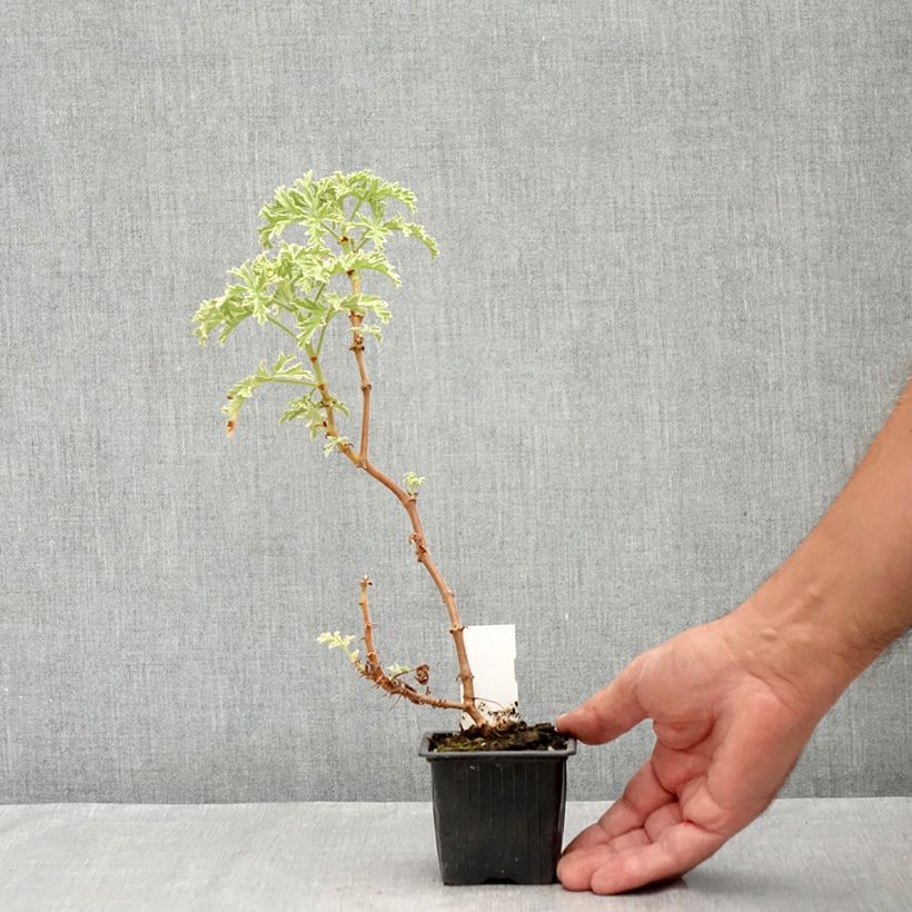 Spécimen de Pelargonium odorant Lady Plymouth - Géranium parfum de rose Godet de 8/9 cm tel que livré en été