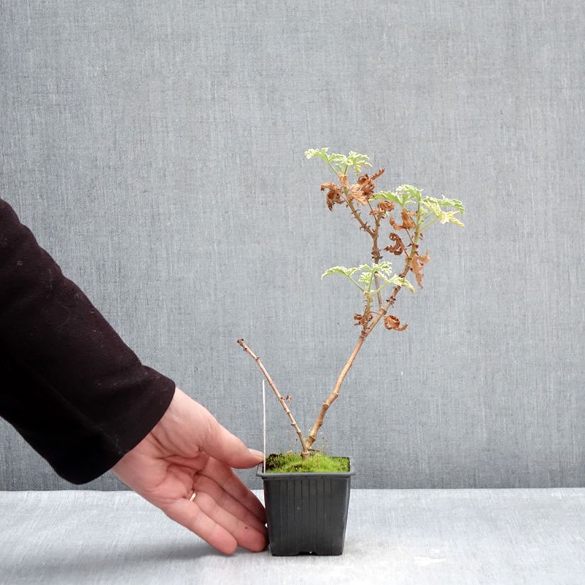 Spécimen de Pelargonium odorant Lady Plymouth - Géranium parfum de rose Godet de 8/9 cm tel que livré en hiver