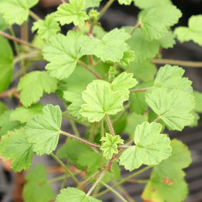 Pelargonium odorant Pink Capricorn - Géranium parfum rose coriandre (Feuillage)
