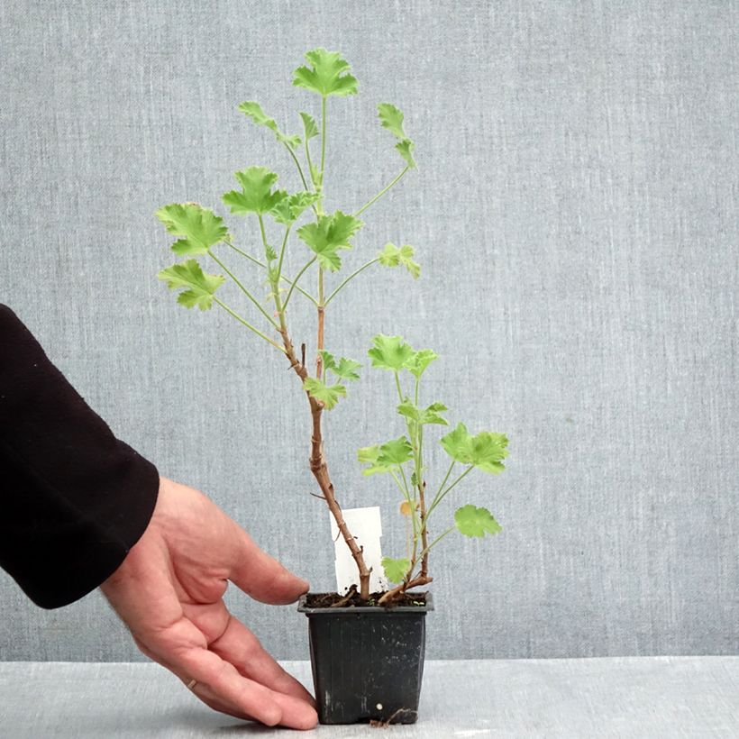 Spécimen de Pelargonium odorant Pink Capricorn - Géranium parfum rose coriandre Godet de 8/9 cm tel que livré en automne