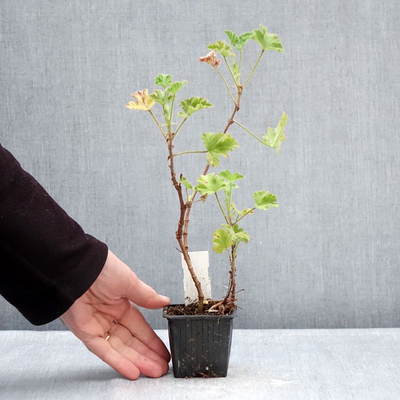 Spécimen de Pelargonium odorant Pink Capricorn - Géranium parfum rose coriandre Godet de 8/9 cm tel que livré en hiver