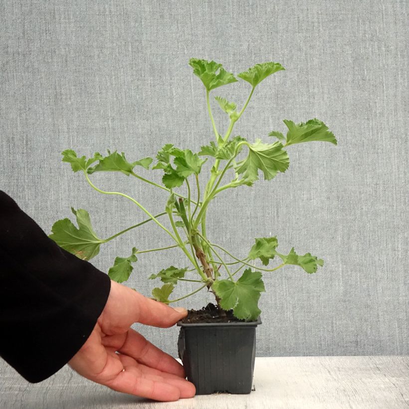 Spécimen de Pelargonium odorant Pink Capricorn - Géranium parfum rose coriandre Godet de 8/9 cm tel que livré au printemps