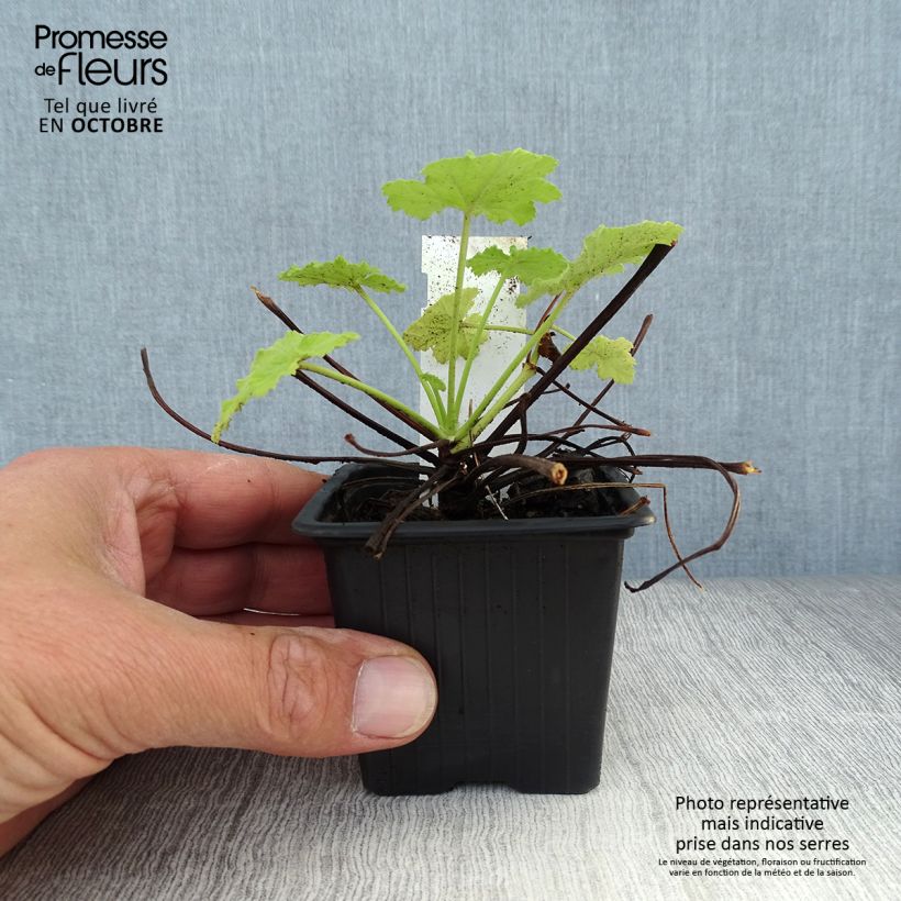 Spécimen de Pelargonium odorant pseudoglutinosum - Géranium botanique parfum balsamique Godet de 8/9 cm tel que livré en automne