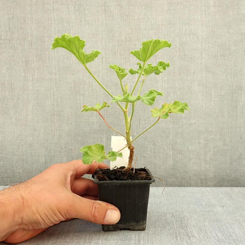 Spécimen de Pelargonium odorant Purple Unique - Géranium parfum fraise Godet de 8/9 cm tel que livré en été