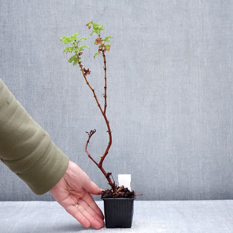 Spécimen de Pelargonium odorant quercifolium Royal Oak - Géranium au parfum balsamique Godet de 8/9 cm tel que livré en hiver