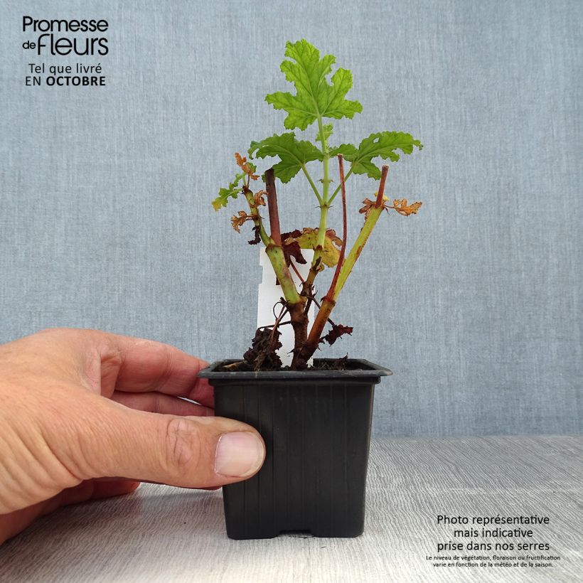 Spécimen de Pelargonium odorant quercifolium Royal Oak - Géranium au parfum balsamique Godet de 8/9 cm tel que livré en automne