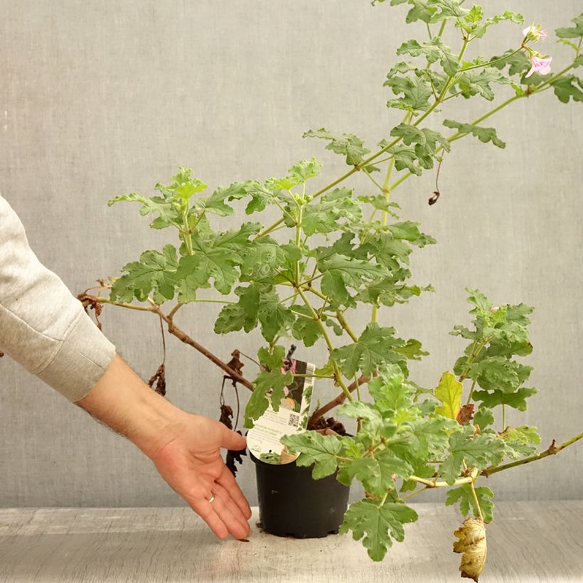 Spécimen de Pelargonium odorant quercifolium Royal Oak - Géranium au parfum balsamique Pot de 1,5L/2L tel que livré en automne