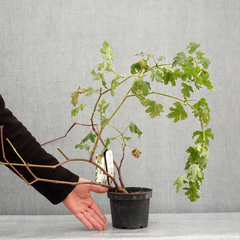 Spécimen de Pelargonium odorant quercifolium Royal Oak - Géranium au parfum balsamique Pot de 1,5L/2L tel que livré en hiver
