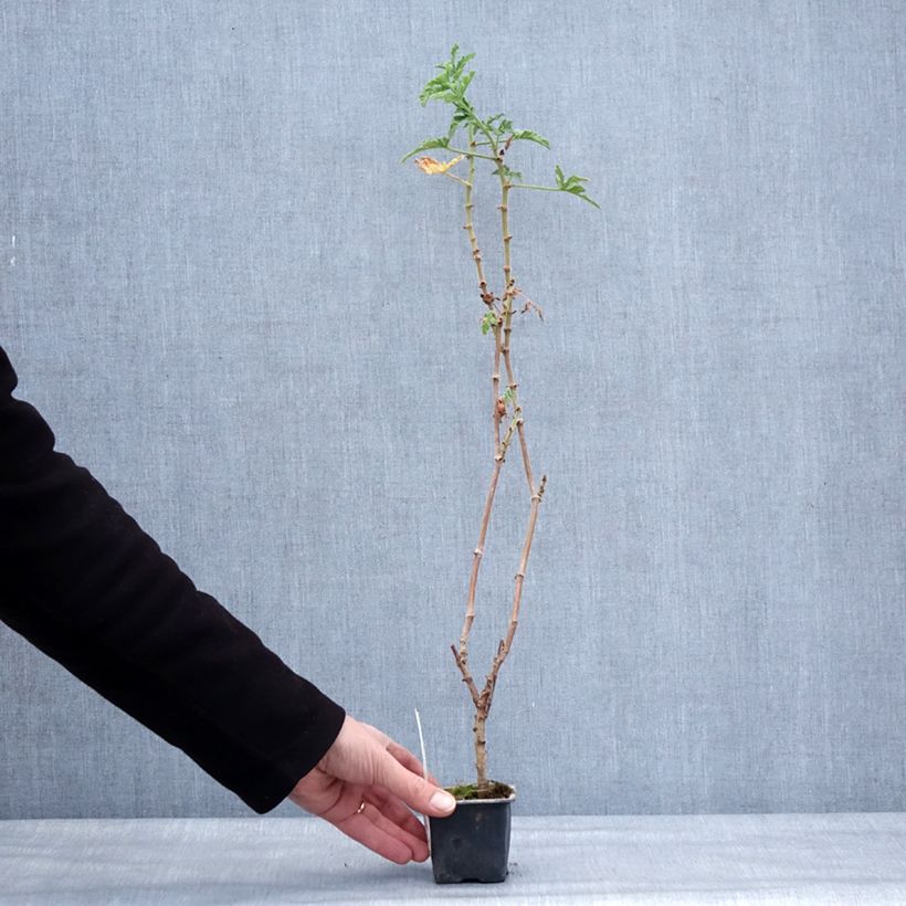 Spécimen de Pelargonium odorant Robert's Lemon Rose - Géranium parfum rose épicée  Godet de 8/9 cm tel que livré en hiver