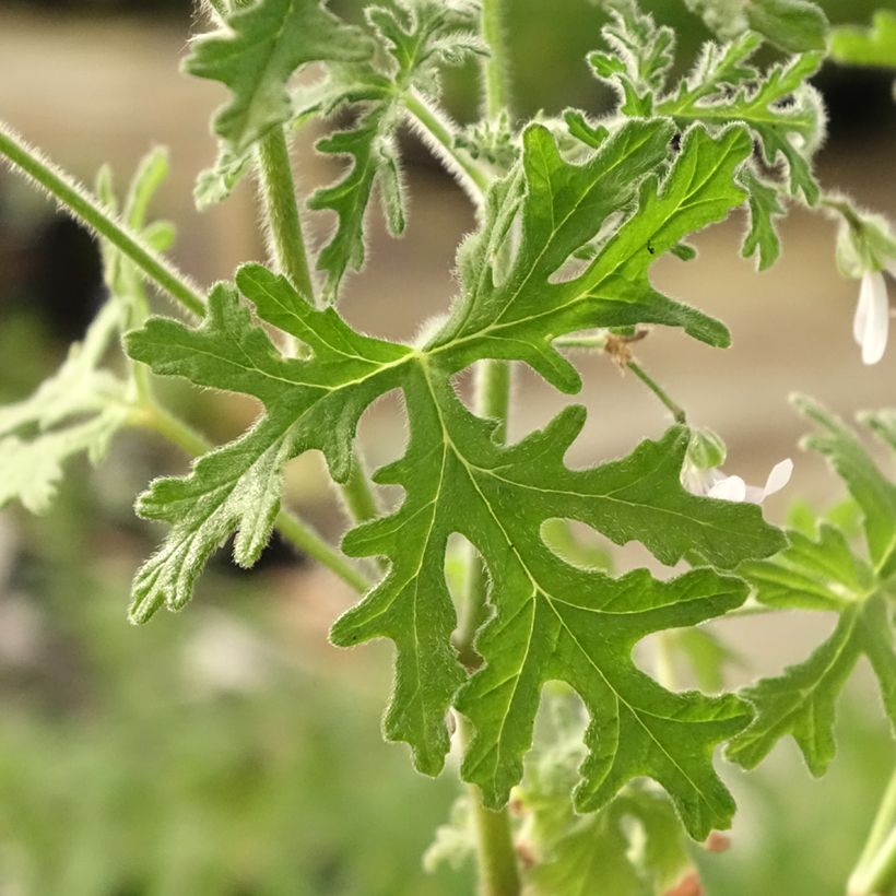 Pelargonium odorant White Graveolens - Géranium à forte odeur (Feuillage)
