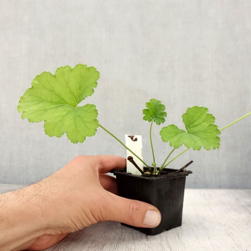 Spécimen de Pelargonium odoratissimum - Géranium botanique parfum pomme Godet de 8/9 cm tel que livré en automne