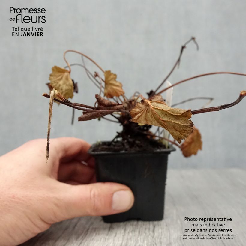 Spécimen de Pelargonium odoratissimum - Géranium botanique parfum pomme Godet de 8/9 cm tel que livré en hiver