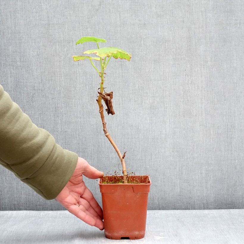 Spécimen de Pelargonium papilionaceum - Géranium botanique au parfum de citron Pot de 1L/1,5L tel que livré en hiver
