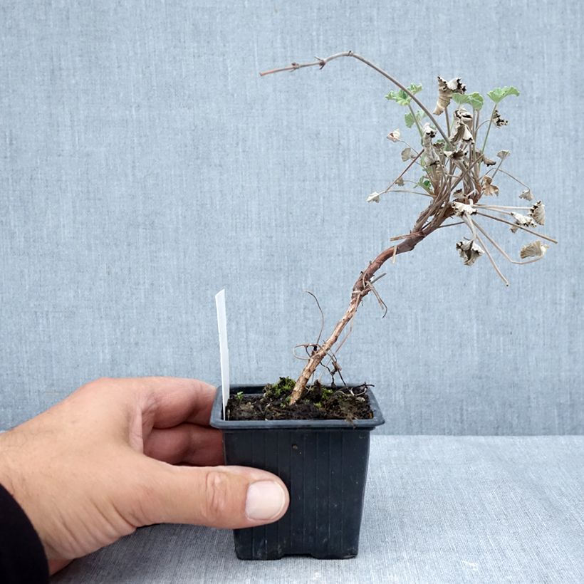 Spécimen de Pelargonium reiniforme x sidoides - Géranium hybride Godet de 8/9 cm tel que livré en automne