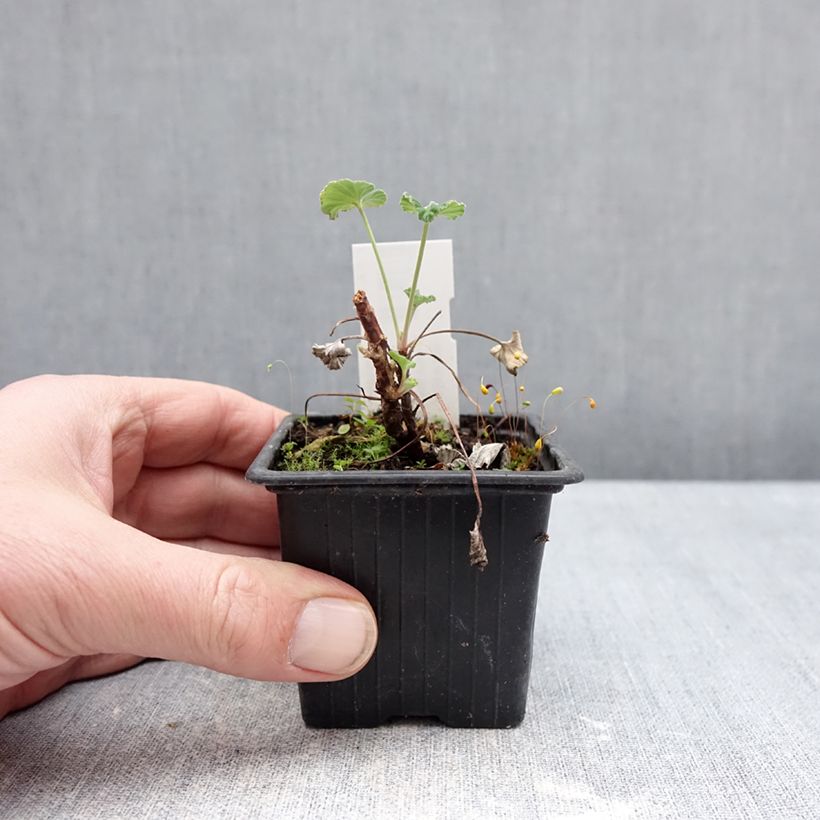 Spécimen de Pelargonium reiniforme x sidoides - Géranium hybride Godet de 8/9 cm tel que livré en hiver