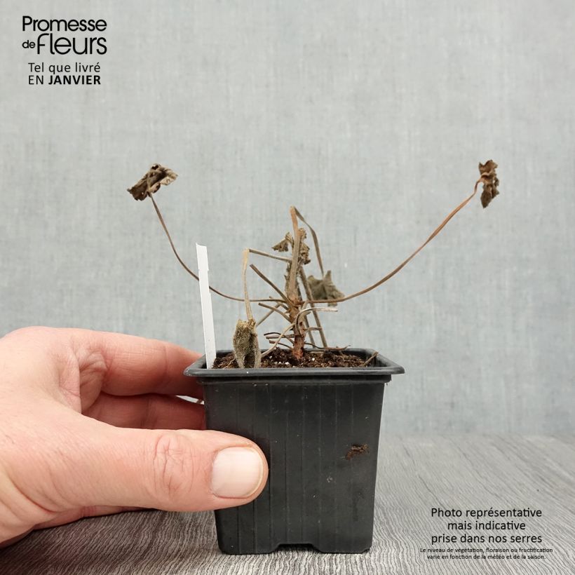Spécimen de Pelargonium reniforme - Géranium botanique Godet de 8/9 cm tel que livré en hiver