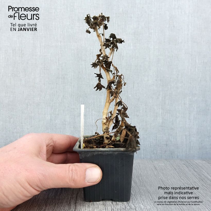 Spécimen de Géranium zonale Stellar Bird Dancer - Géranium  Godet de 8/9 cm tel que livré en hiver