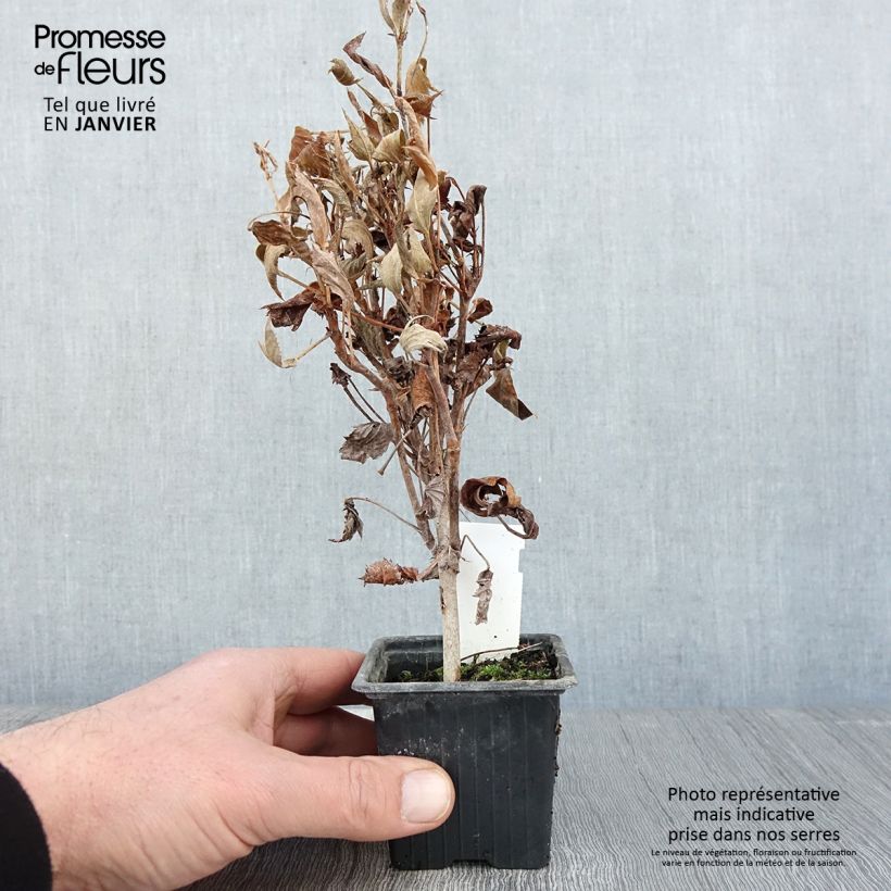 Spécimen de Pelargonium tricuspidatum - Géranium botanique Godet de 8/9 cm tel que livré en hiver