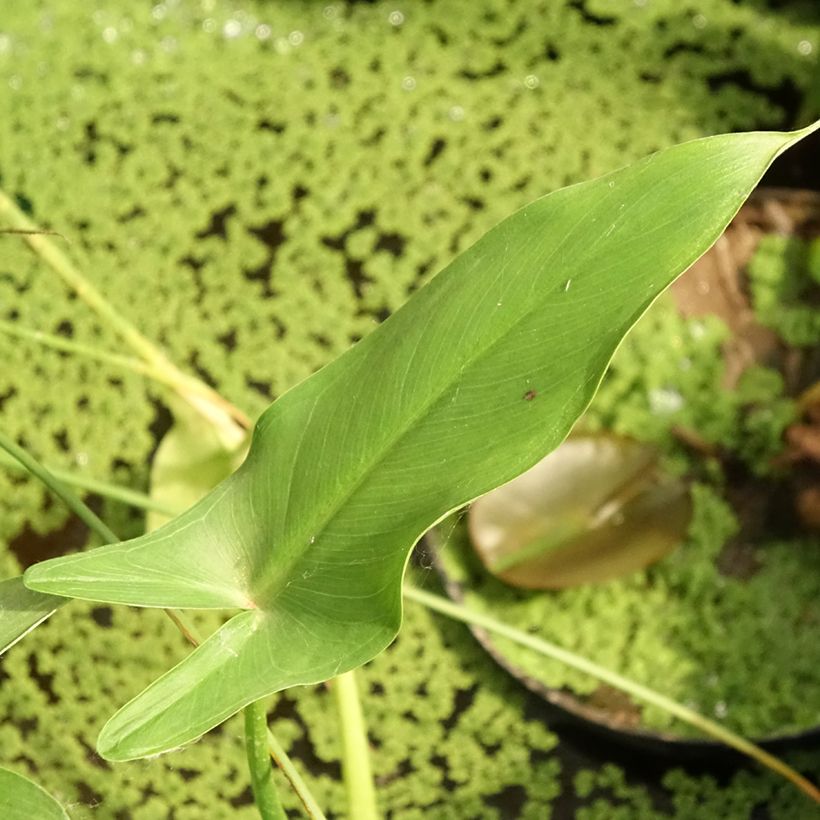 Peltandra virginica - Arum de Virginie (Feuillage)