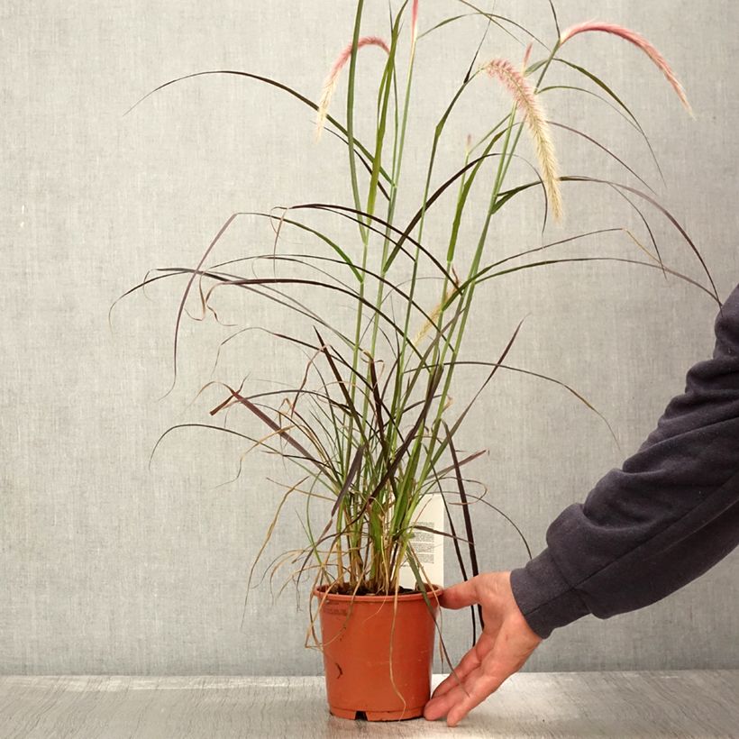 Spécimen de Pennisetum x advena Rubrum - Herbe aux écouvillons pourpres Pot de 1L/1,5L tel que livré en automne