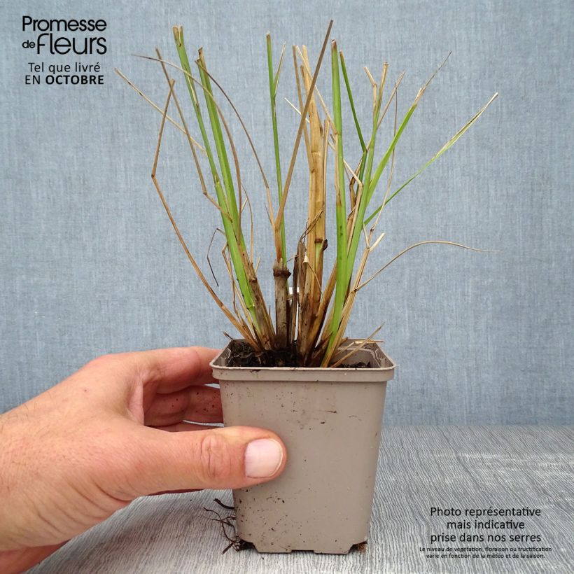 Spécimen de Pennisetum alopecuroides Black Beauty - Herbe aux écouvillons Godet de 8/9 cm tel que livré en automne