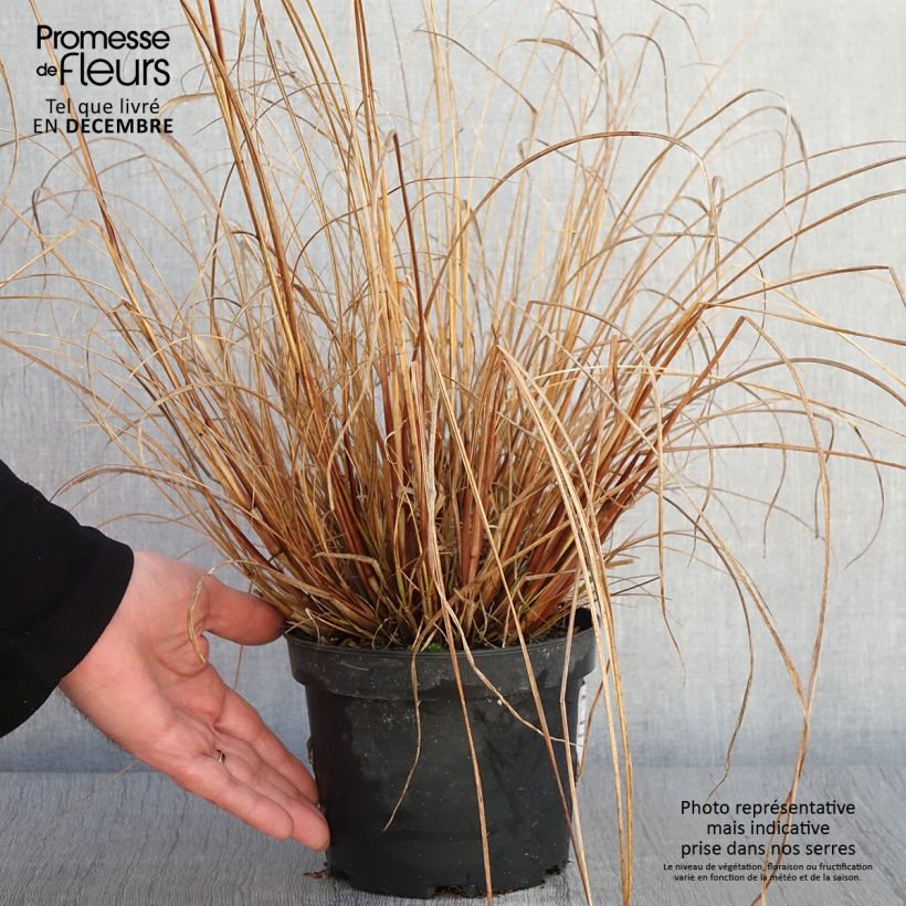 Spécimen de Pennisetum alopecuroides Cassian - Herbe aux écouvillons Pot de 2L/3L tel que livré en automne