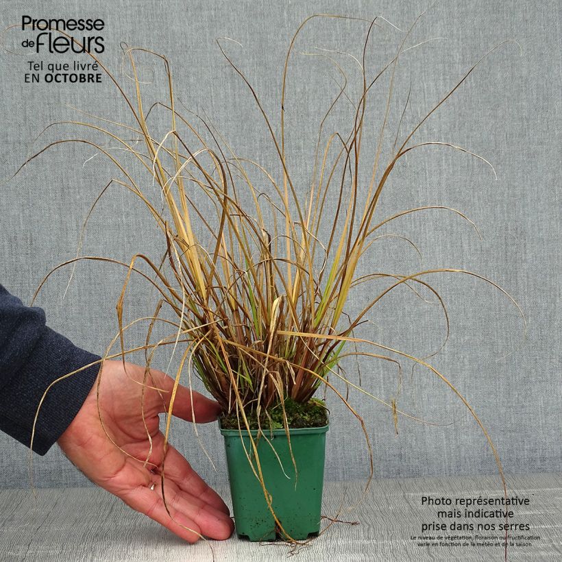 Spécimen de Pennisetum alopecuroides Cassian - Herbe aux écouvillons Godet de 8/9 cm tel que livré en automne