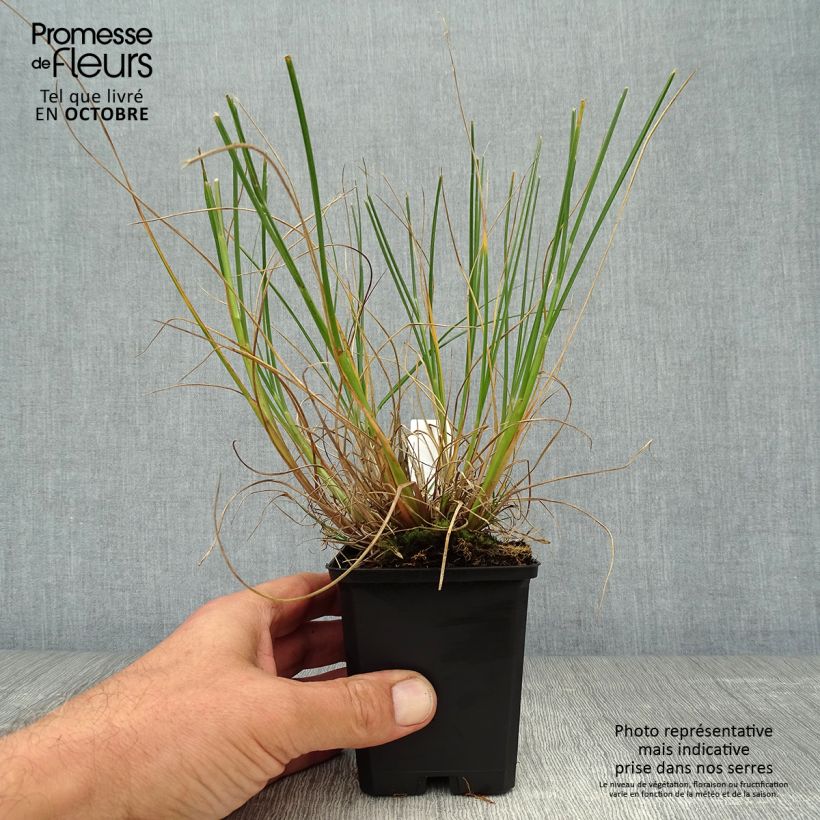 Spécimen de Pennisetum alopecuroides Goldstrich - Herbe aux écouvillons Godet de 8/9 cm tel que livré en automne