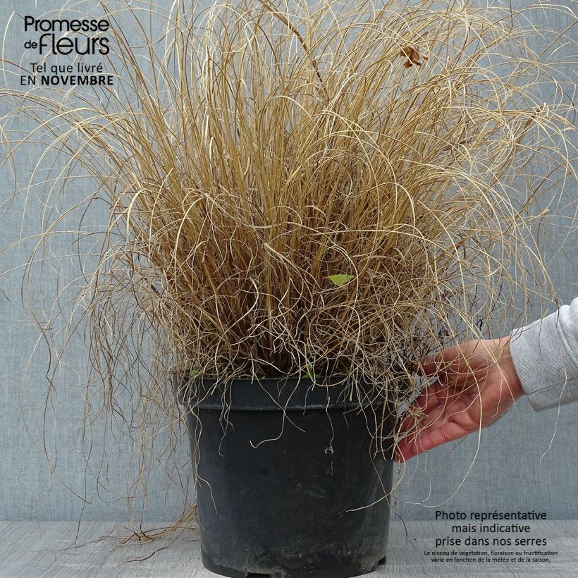 Spécimen de Pennisetum alopecuroides Hameln - Herbe aux écouvillons Pot de 7,5L/10L tel que livré en automne