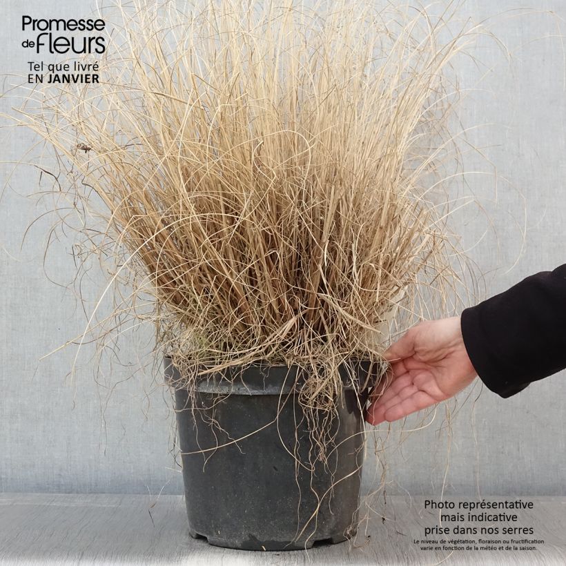 Spécimen de Pennisetum alopecuroides Hameln - Herbe aux écouvillons Pot de 7,5L/10L tel que livré en hiver