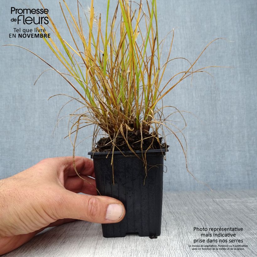 Spécimen de Pennisetum alopecuroides Hameln Gold - Herbe aux écouvillons dorée. Godet de 8/9 cm tel que livré en automne