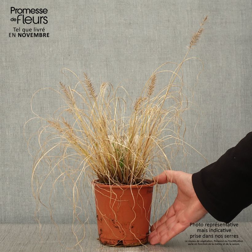 Spécimen de Pennisetum alopecuroides Hameln Gold - Herbe aux écouvillons dorée. Pot de 1L/1,5L tel que livré en automne