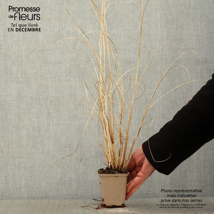 Spécimen de Pennisetum alopecuroides Herbstzauber, Herbe aux écouvillons Godet de 8/9 cm tel que livré en automne