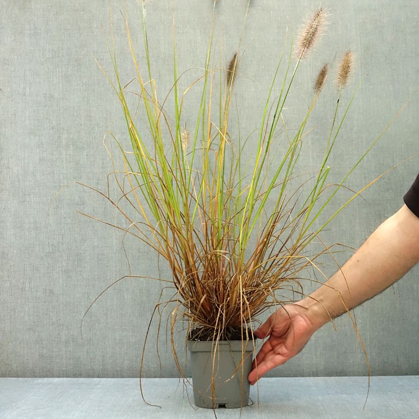Spécimen de Pennisetum alopecuroides Herbstzauber - Herbe aux écouvillons Pot de 2L/3L tel que livré en automne
