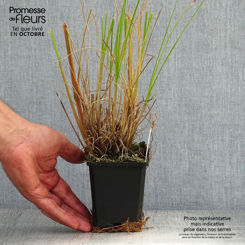 Spécimen de Pennisetum alopecuroïdes Japonicum - Herbe aux écouvillons Godet de 8/9 cm tel que livré en automne