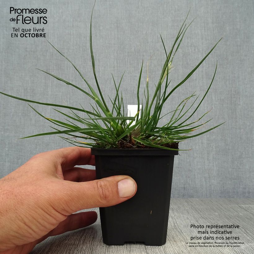 Spécimen de Pennisetum alopecuroides Little Bunny - Herbe aux écouvillons Godet de 8/9 cm tel que livré en automne