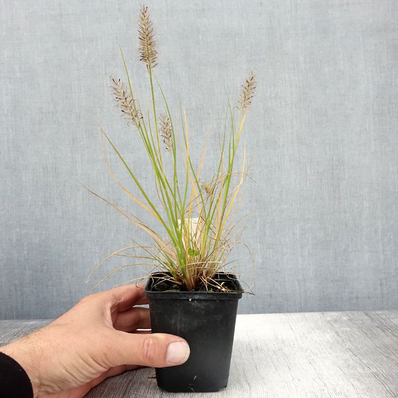 Spécimen de Pennisetum alopecuroides Lumen Gold - Herbe aux écouvillons Godet de 8/9 cm tel que livré en automne