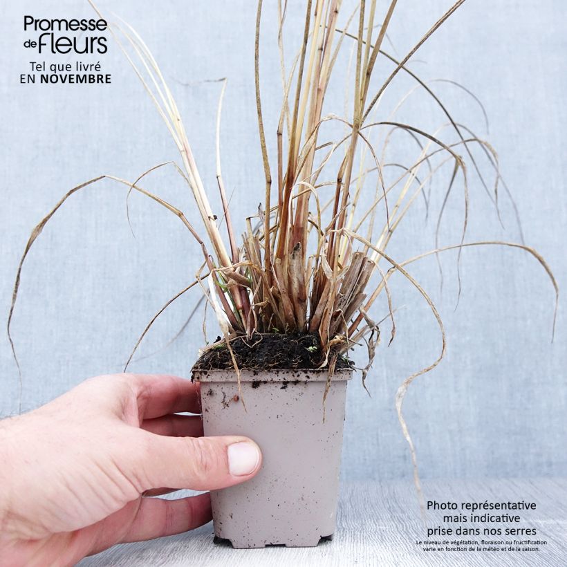 Spécimen de Pennisetum alopecuroides National Arboretum - Herbe aux écouvillons pourpres Godet de 8/9 cm tel que livré en automne