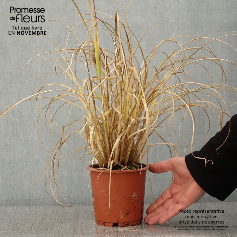 Spécimen de Pennisetum alopecuroides National Arboretum - Herbe aux écouvillons pourpres Pot de 1L/1,5L tel que livré en automne